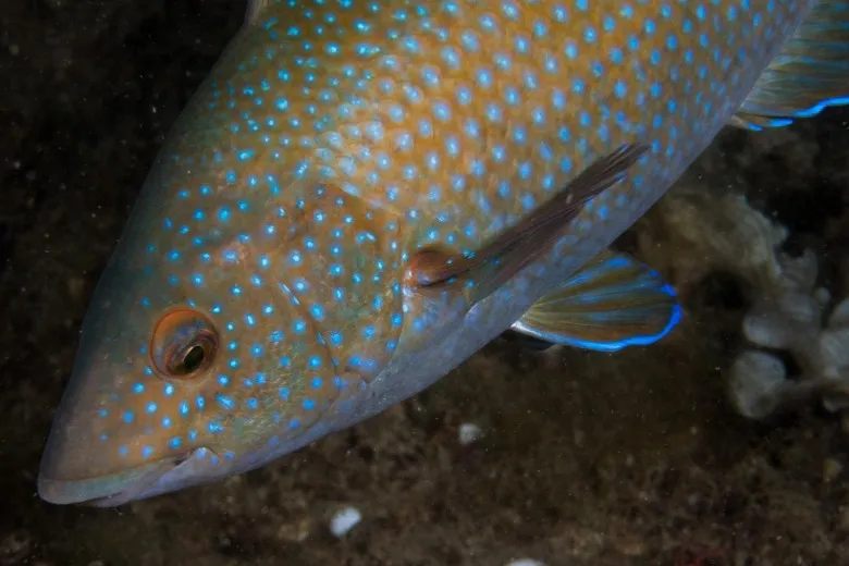 Labrus merula