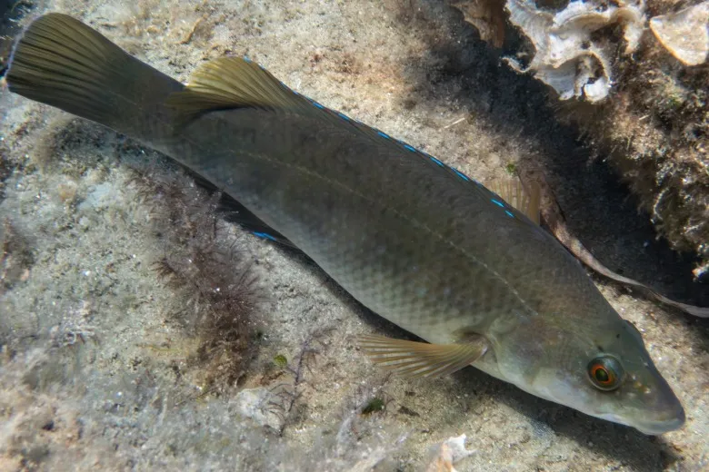 Labrus merula