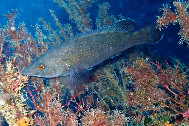 Labrus merula