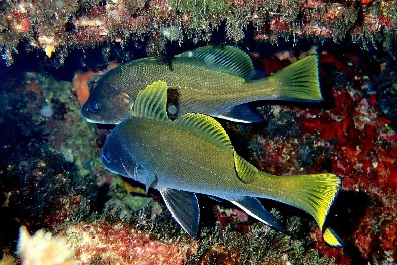 Sciaena umbra
