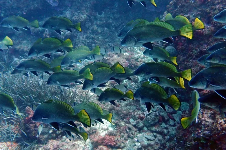 Sciaena umbra