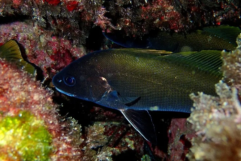 Sciaena umbra