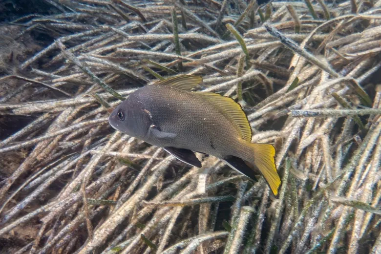 Sciaena umbra