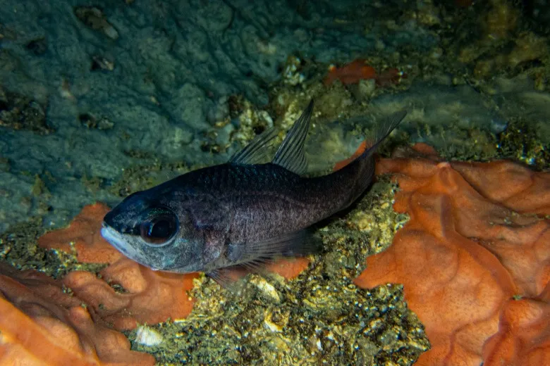 Apogon imberbis