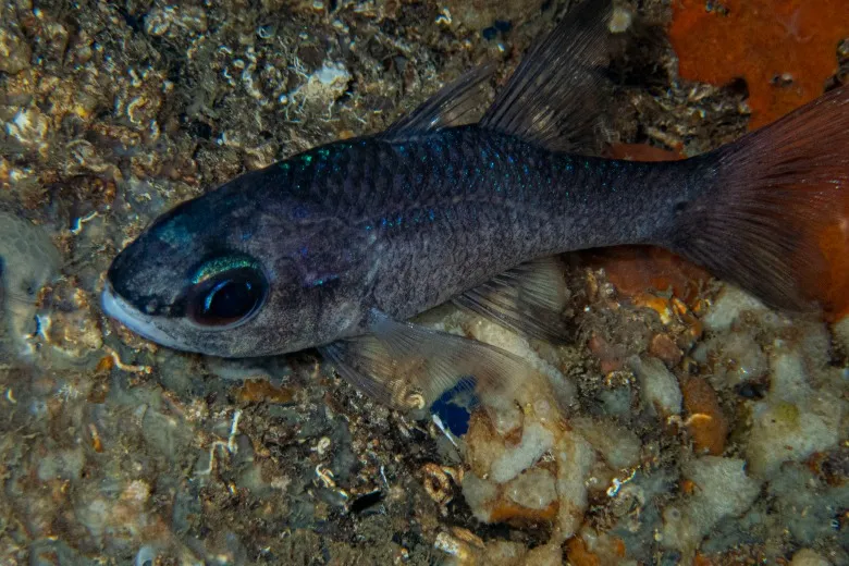 Apogon imberbis