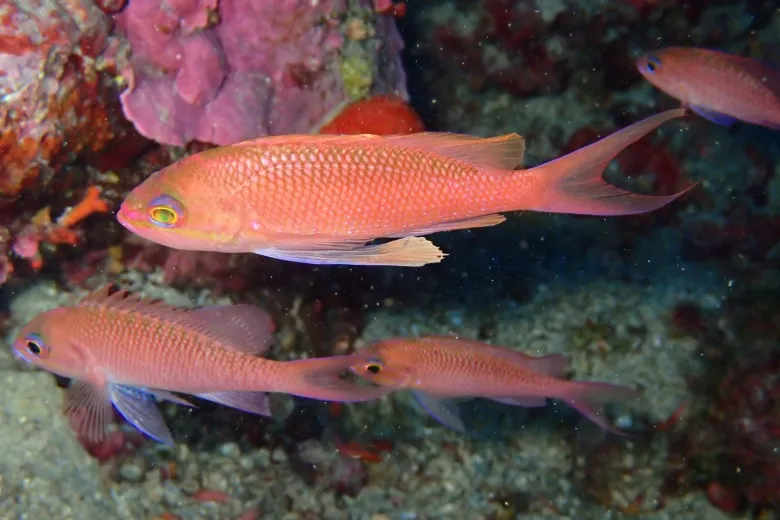 Anthias anthias