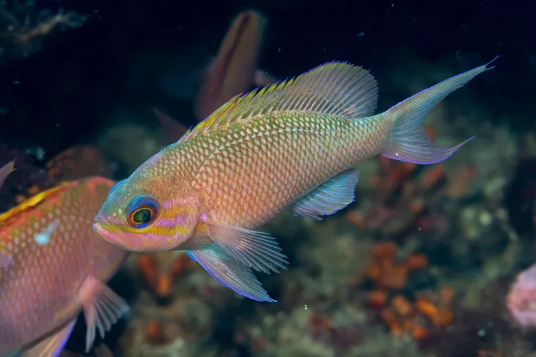 Anthias anthias