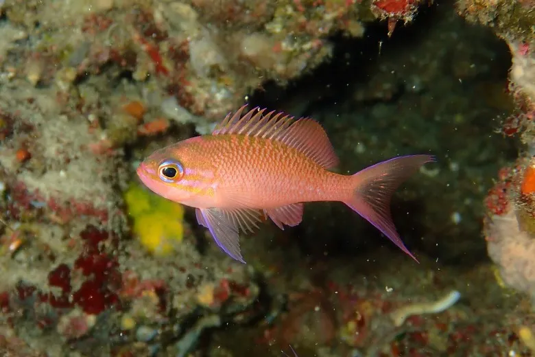 Anthias anthias