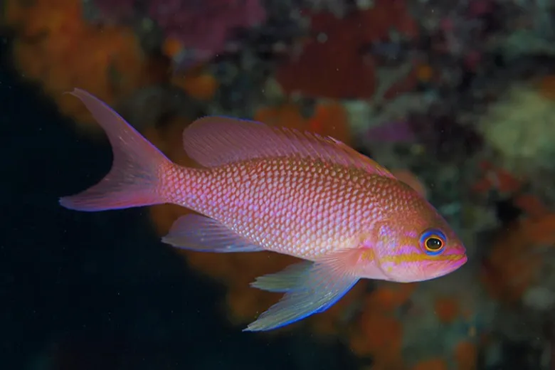 Anthias anthias