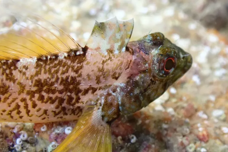 Tripterygion delaisi