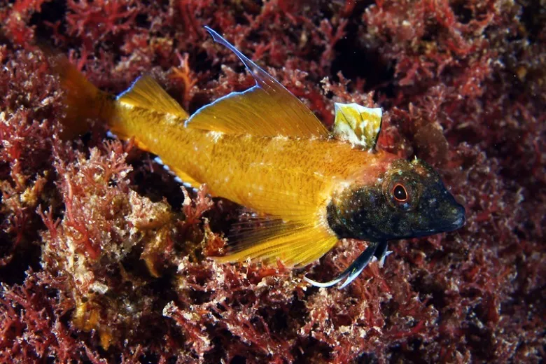 Tripterygion delaisi