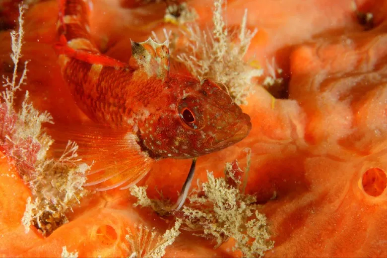 Tripterygion delaisi