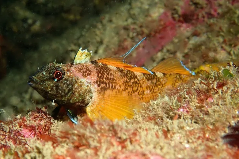 Tripterygion delaisi