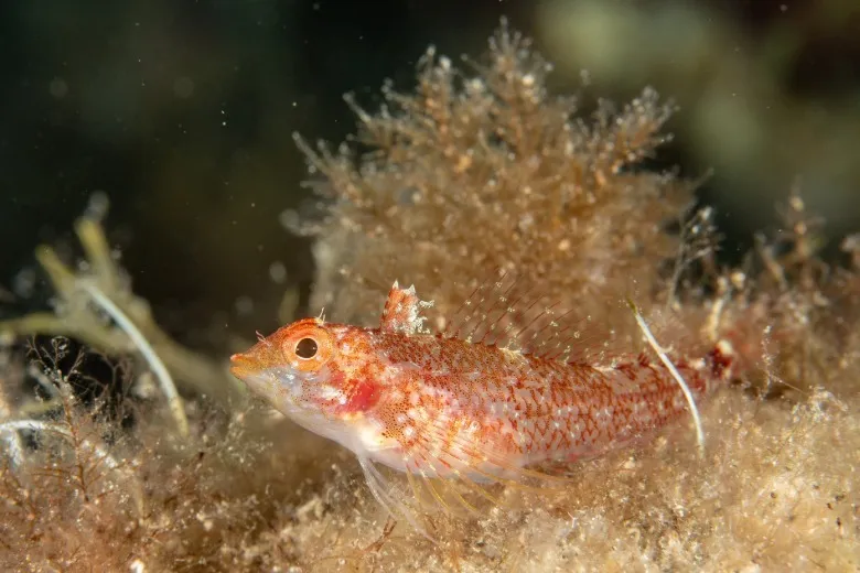 Tripterygion delaisi