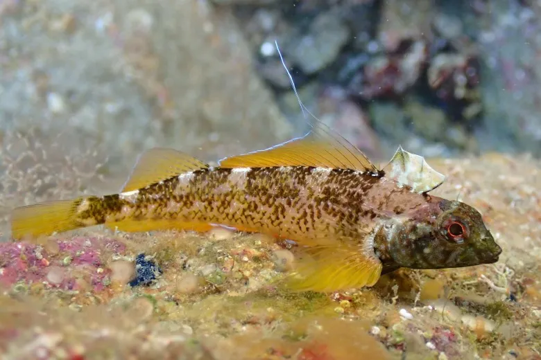 Tripterygion delaisi