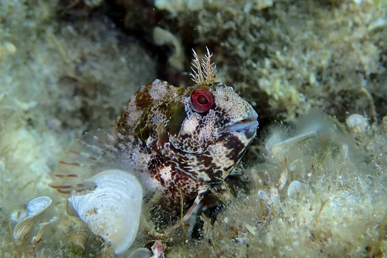 Parablennius gattorugine