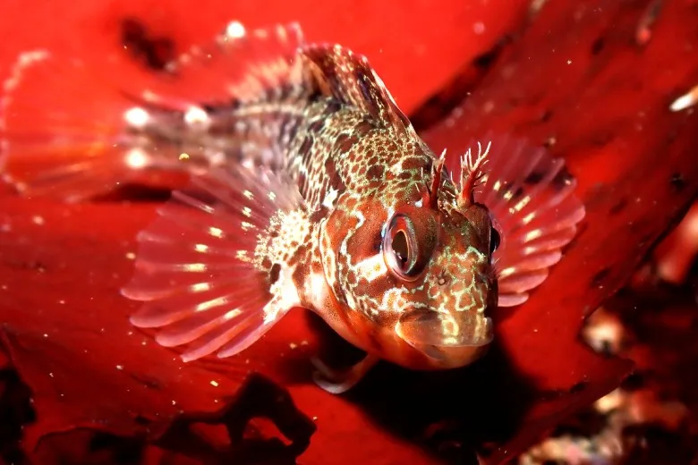 Parablennius gattorugine