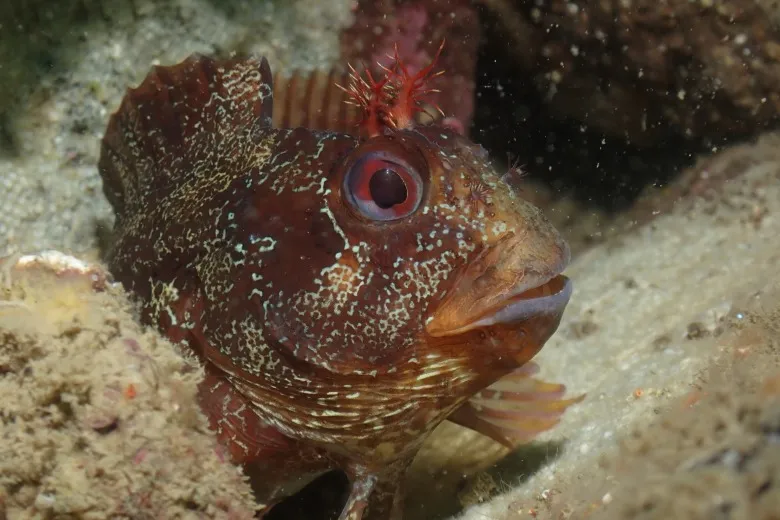 Parablennius gattorugine