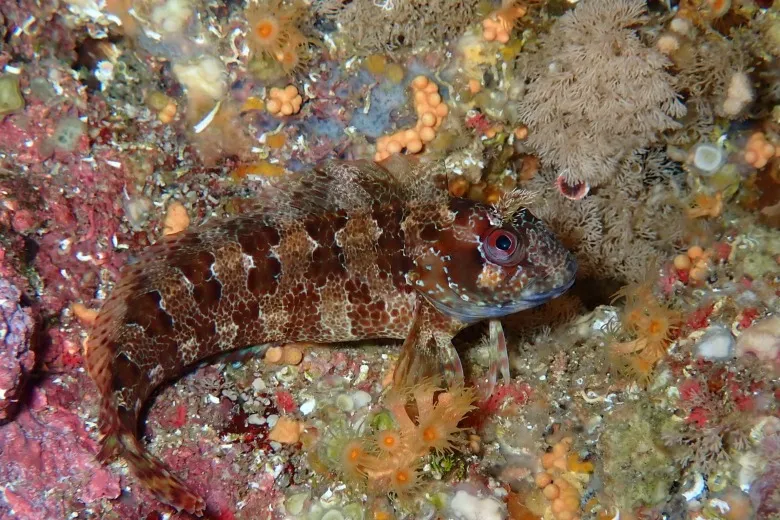 Parablennius gattorugine