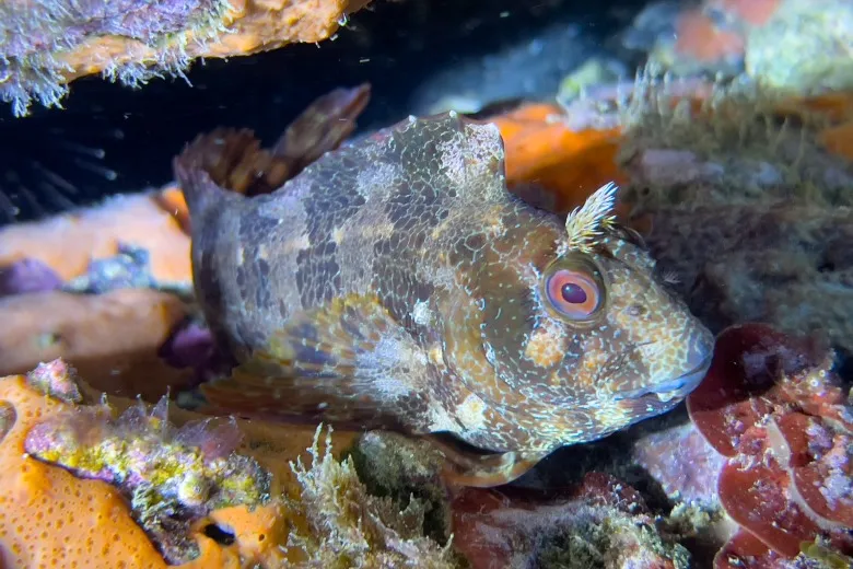 Parablennius gattorugine