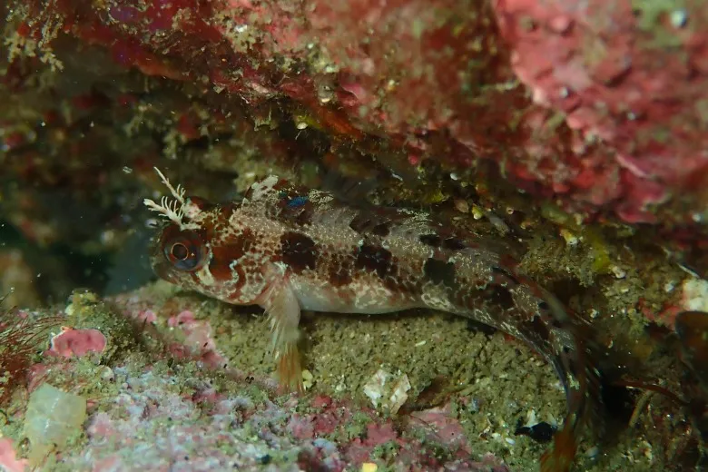 Parablennius gattorugine