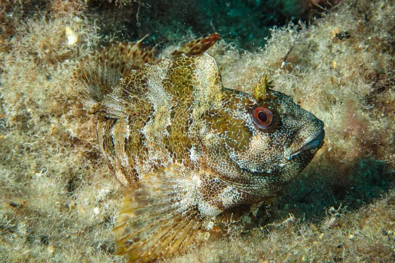 Parablennius gattorugine