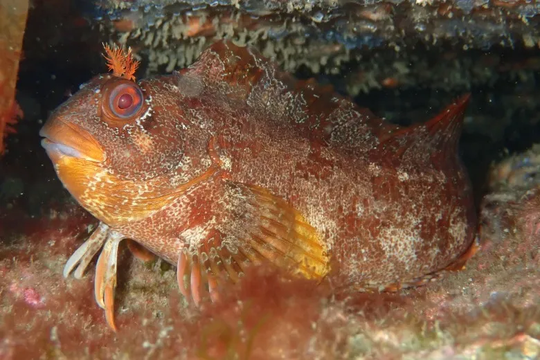 Parablennius gattorugine