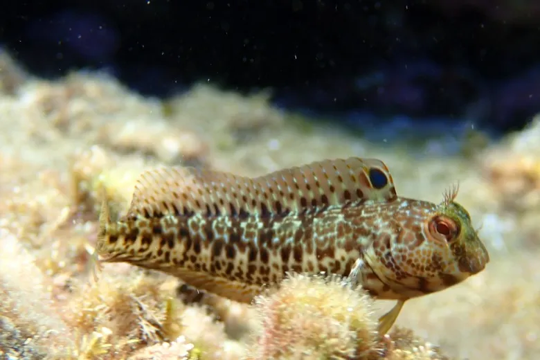 Parablennius pilicornis