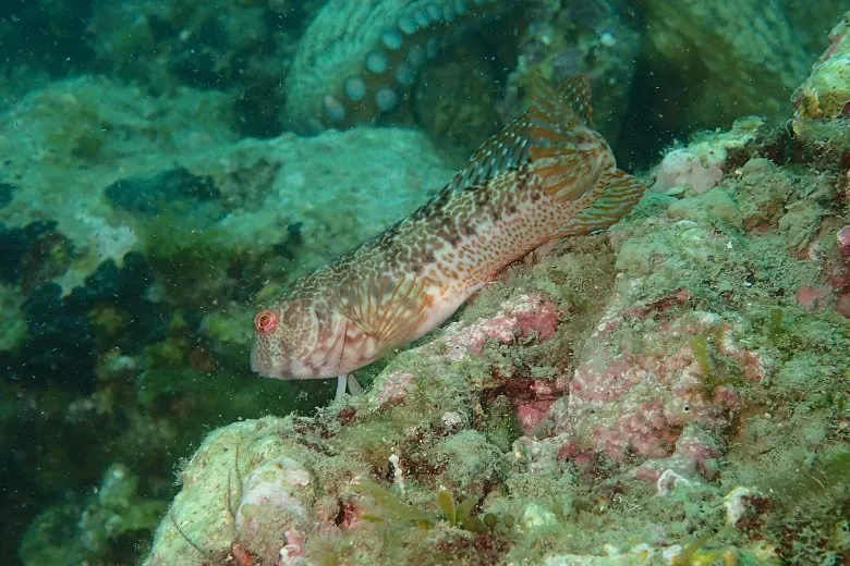Parablennius pilicornis