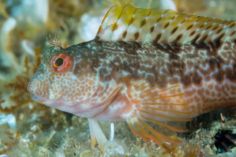 Parablennius pilicornis