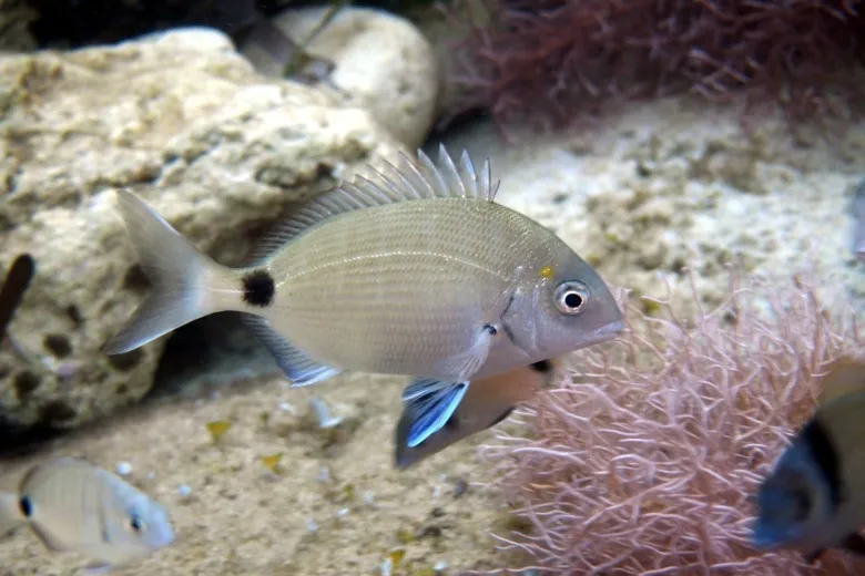 Diplodus sargus