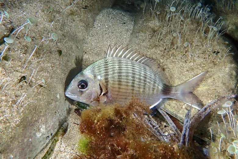 Diplodus sargus