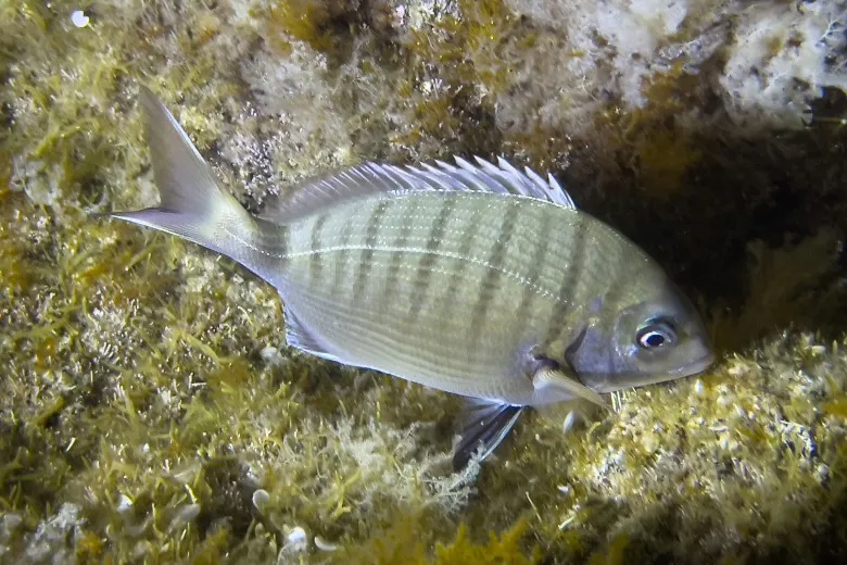 Diplodus sargus