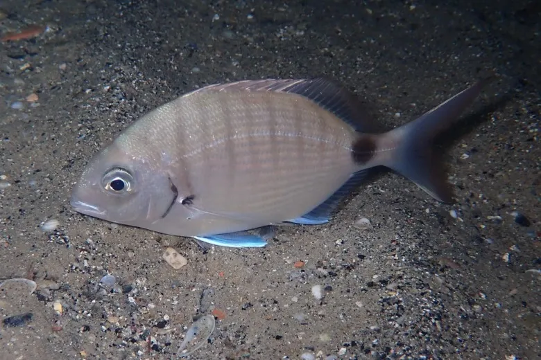 Diplodus sargus