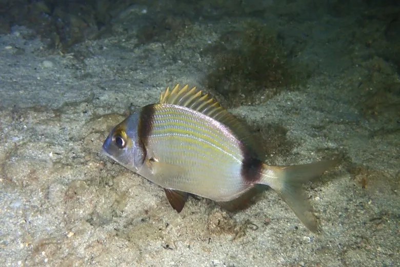 Diplodus vulgaris