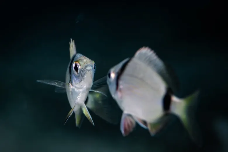 Diplodus vulgaris