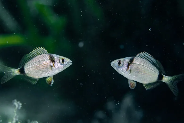 Diplodus vulgaris