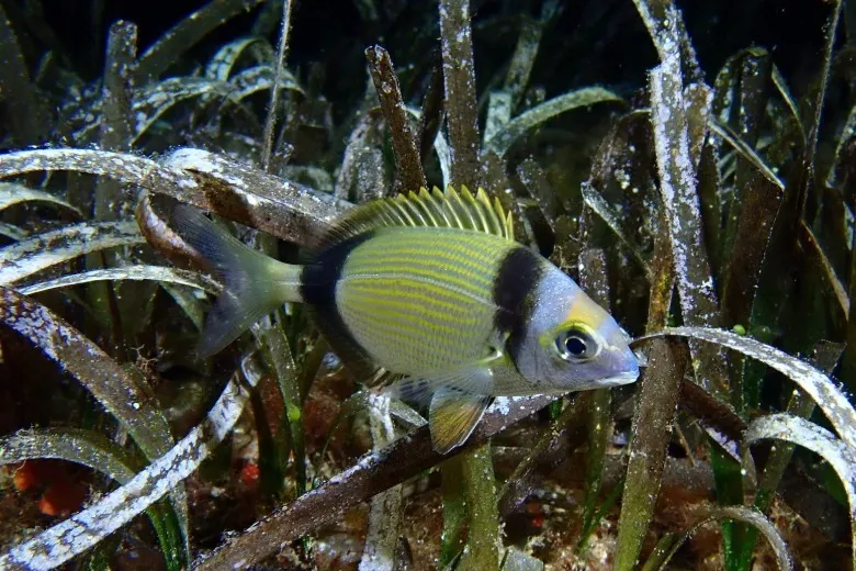Diplodus vulgaris