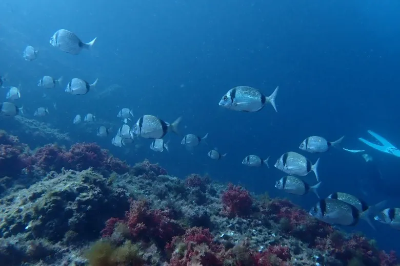 Diplodus vulgaris