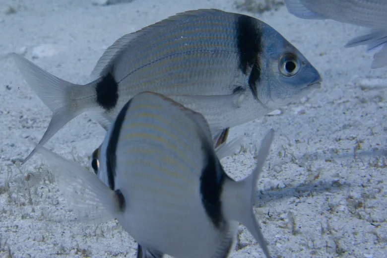 Diplodus vulgaris