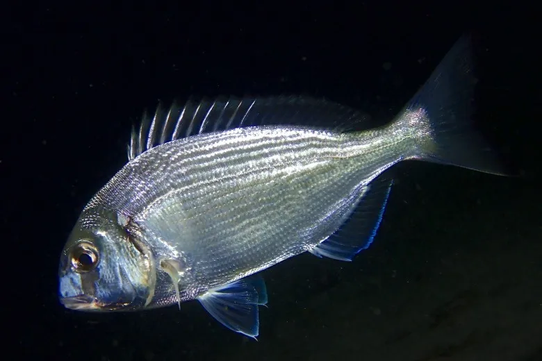 Sparus aurata
