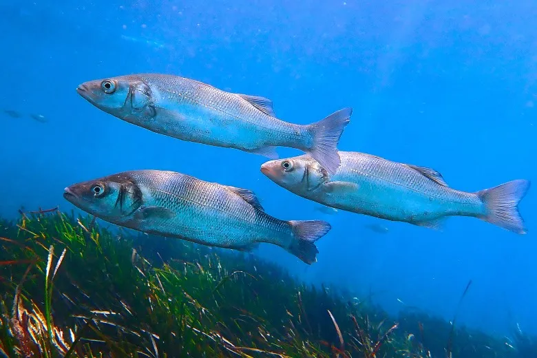 Dicentrarchus labrax