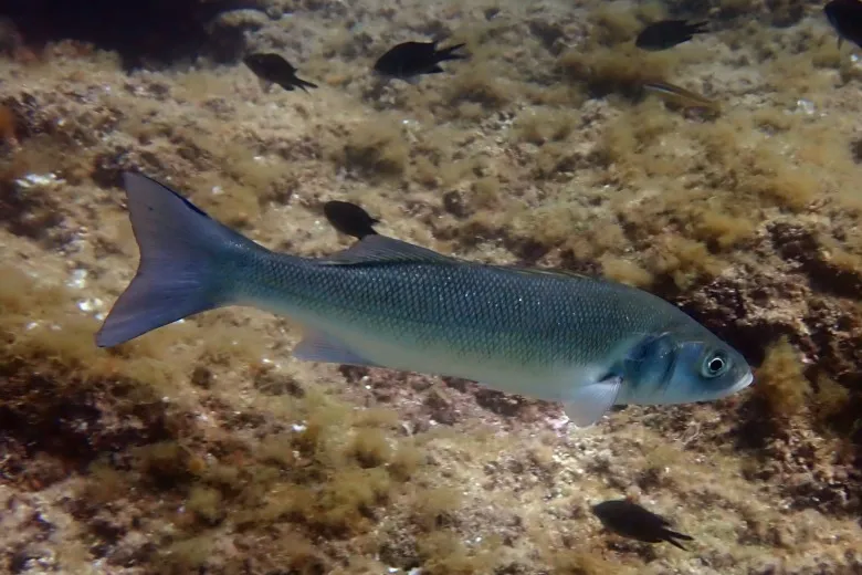 Dicentrarchus labrax