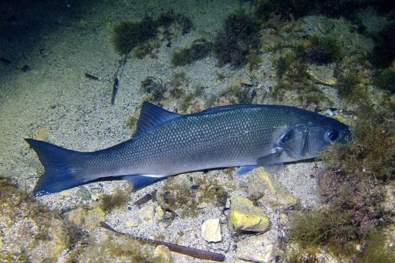 Dicentrarchus labrax