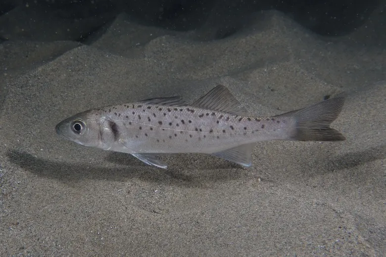 Dicentrarchus labrax