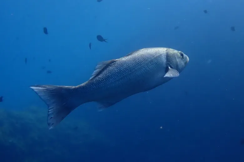 Dicentrarchus labrax