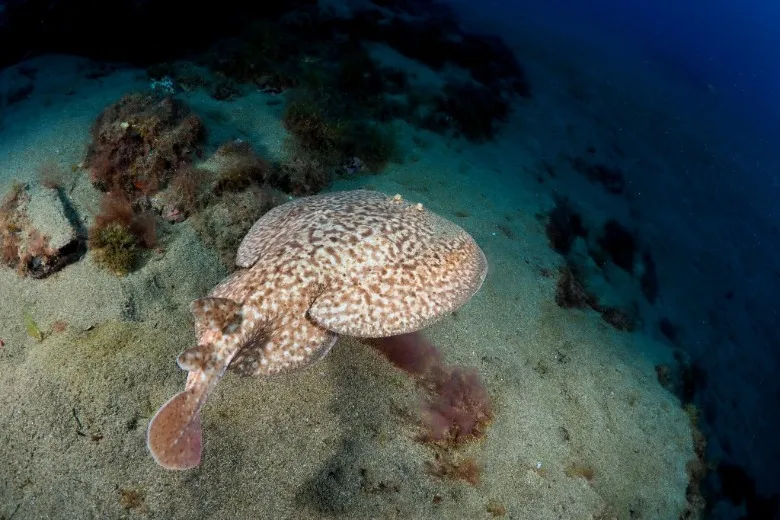 Torpedo marmorata