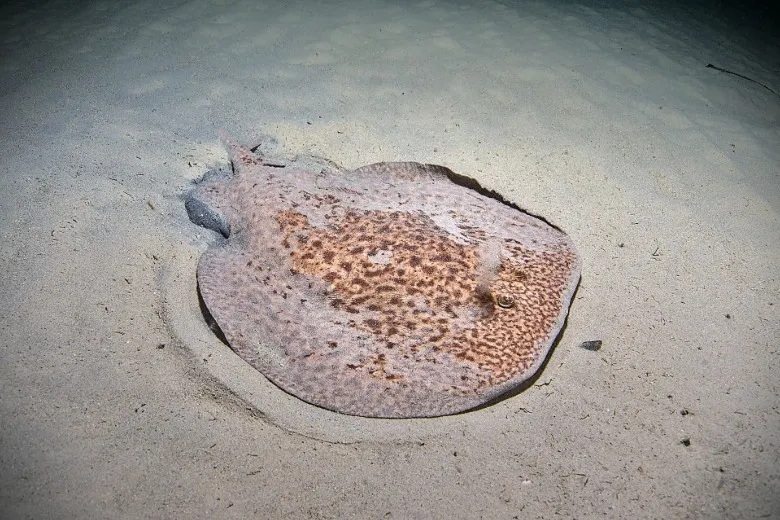Torpedo marmorata