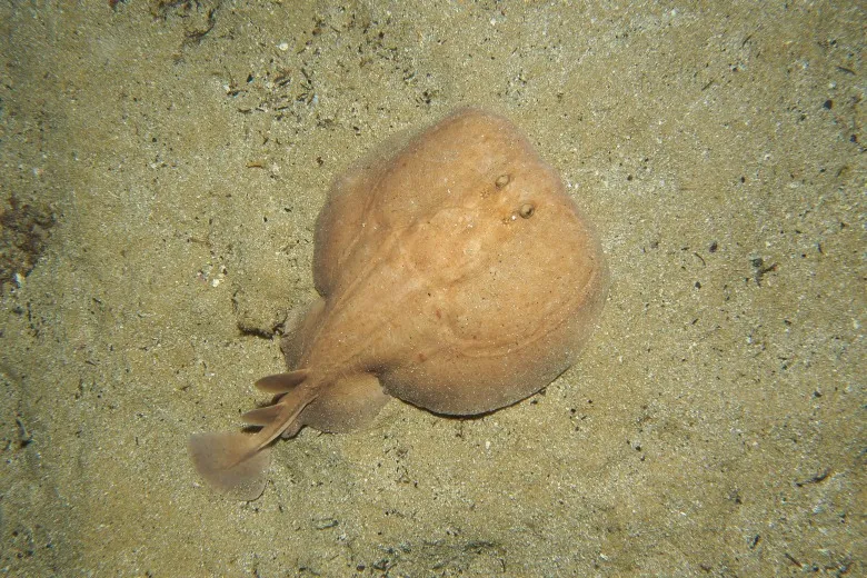 Torpedo marmorata