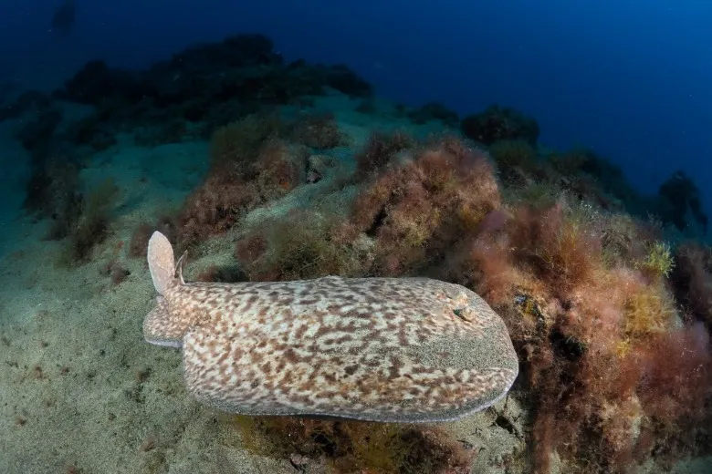 Torpedo marmorata